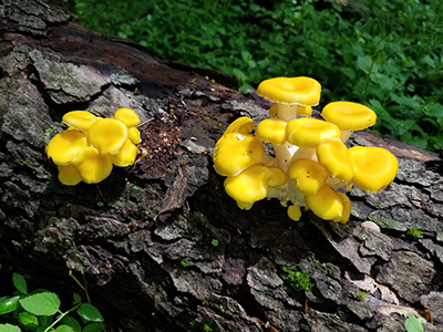 Wild Forest Mushrooms
